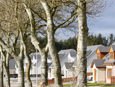 homes and trees